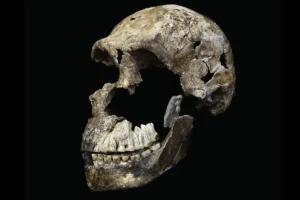 These(I say these respectfully) are Hominins. The coolest discovery after Playstation! This is the fragmented skull of Homo Naledi!